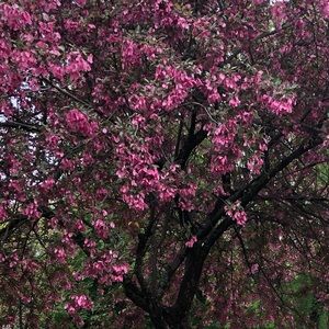 Meet your Posher, Nagwa